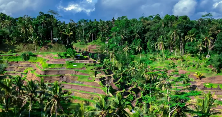 Pemandangan sawah bertingkat yang diselingi dengan pepohonan kelapa