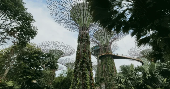 tampak atas taman di tepi teluk Singapura dengan pepohonan dan arsitekturnya