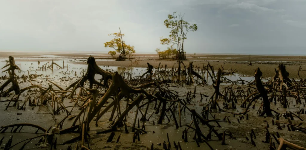 penampakan mangrove