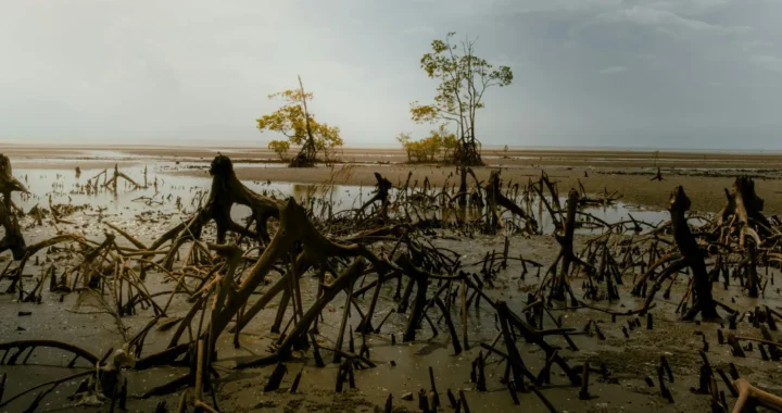 penampakan mangrove