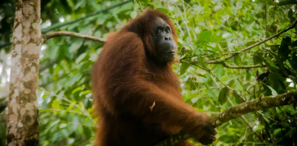 seekor orangutan duduk di ranting pohon di hutan