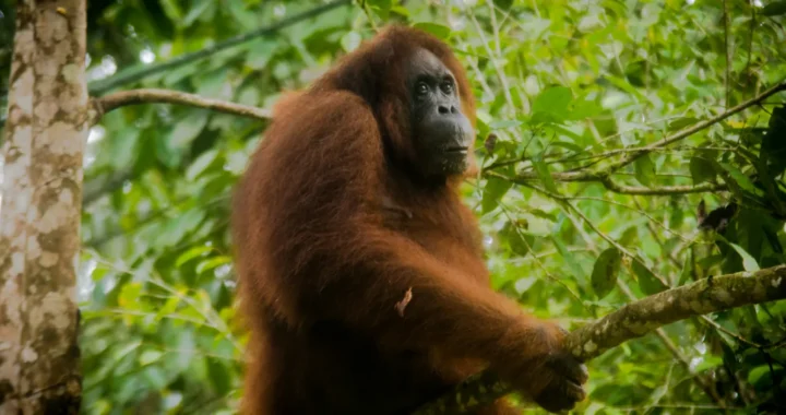 seekor orangutan duduk di ranting pohon di hutan