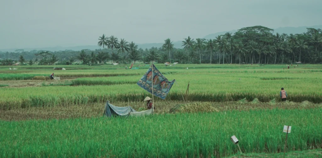 lahan sawah dengan pepohonan kelapa di belakang
