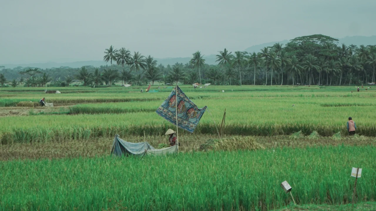 lahan sawah dengan pepohonan kelapa di belakang