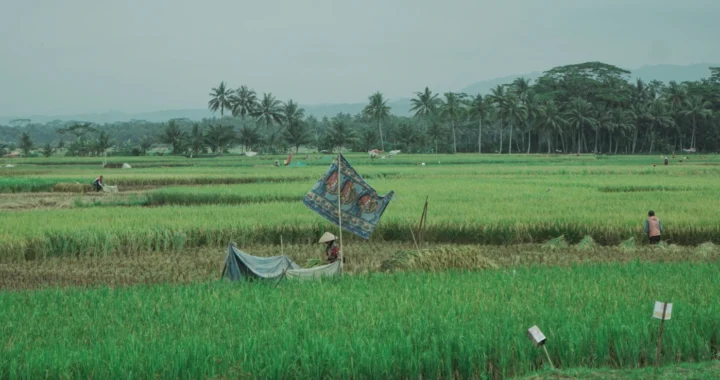 lahan sawah dengan pepohonan kelapa di belakang