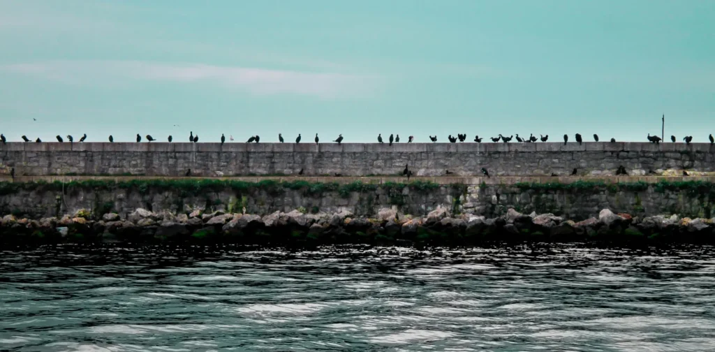 tembok memanjang di hadapan air laut dengan burung-burung bertengger di atasnya