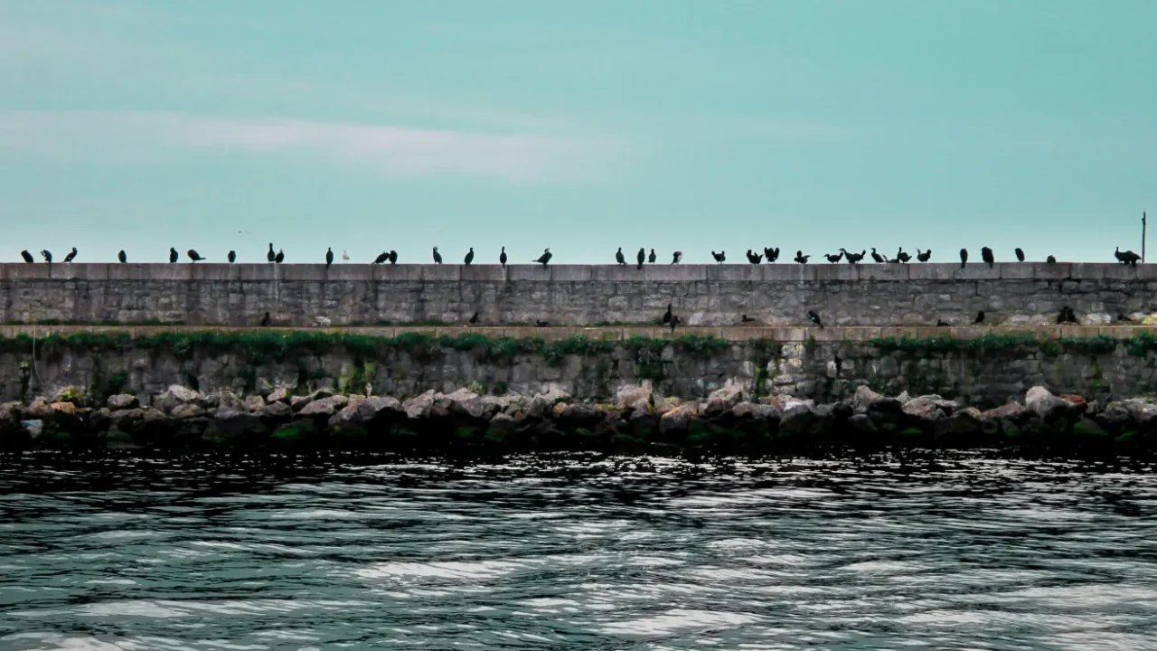 tembok memanjang di hadapan air laut dengan burung-burung bertengger di atasnya