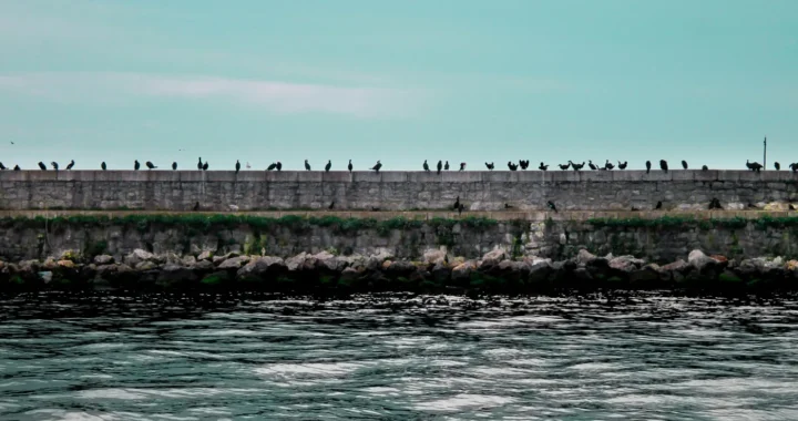 tembok memanjang di hadapan air laut dengan burung-burung bertengger di atasnya