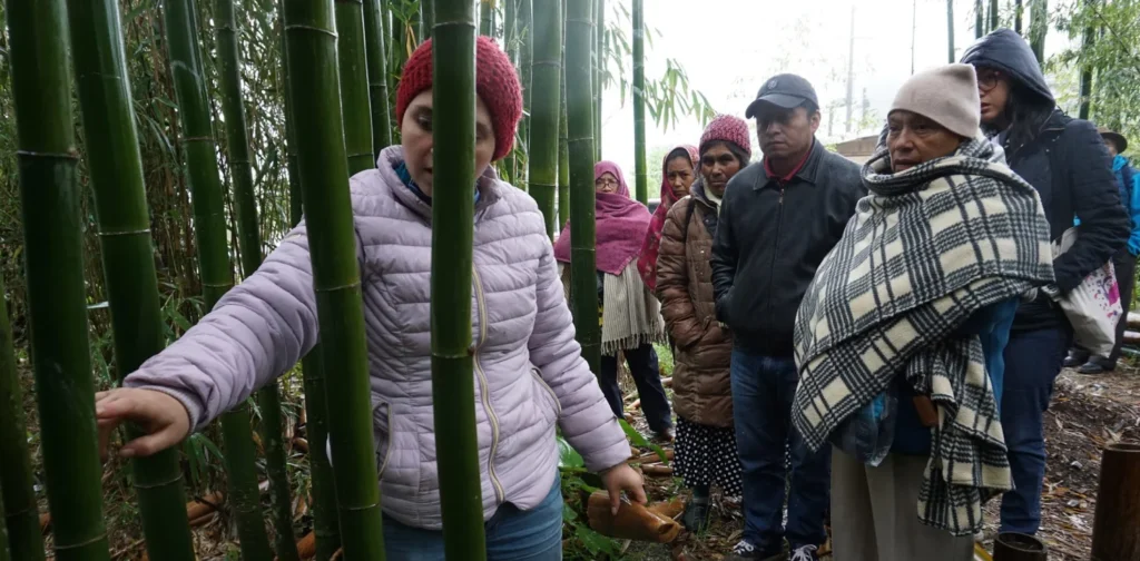 Orang-orang melihat dan berjalan-jalan di sekitar hutan bambu