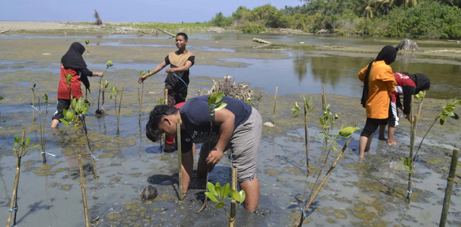 sejumlah orang menanam mangrove di pantai