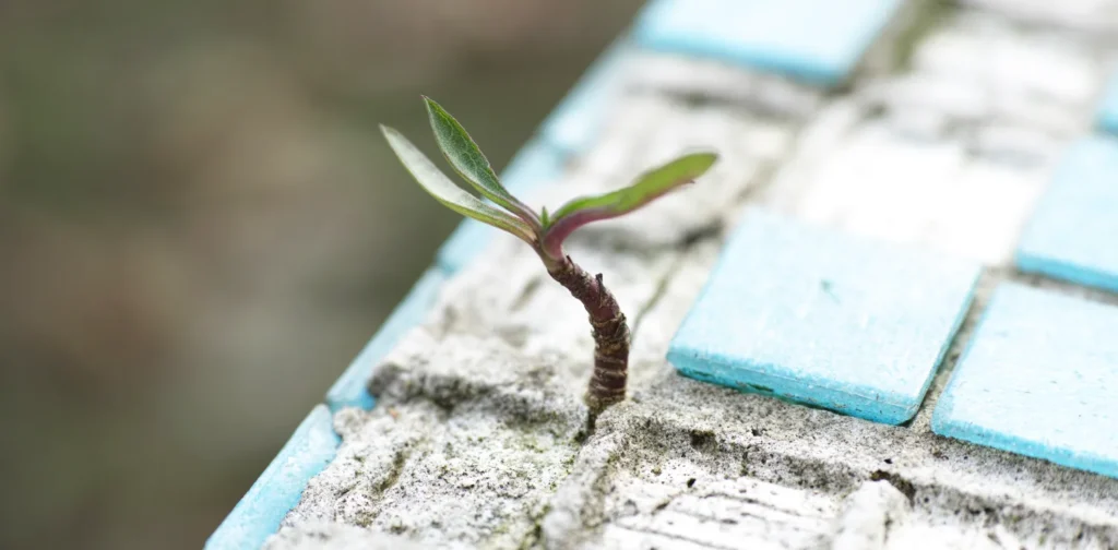 tanaman kecil tumbuh di sela-sela ubin beton