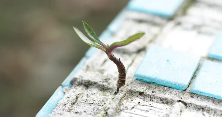 tanaman kecil tumbuh di sela-sela ubin beton