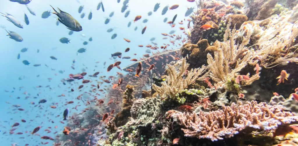 foto terumbu karang dengan segerombolan ikan kecil yang berenang di dekatnya