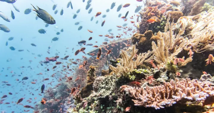 foto terumbu karang dengan segerombolan ikan kecil yang berenang di dekatnya
