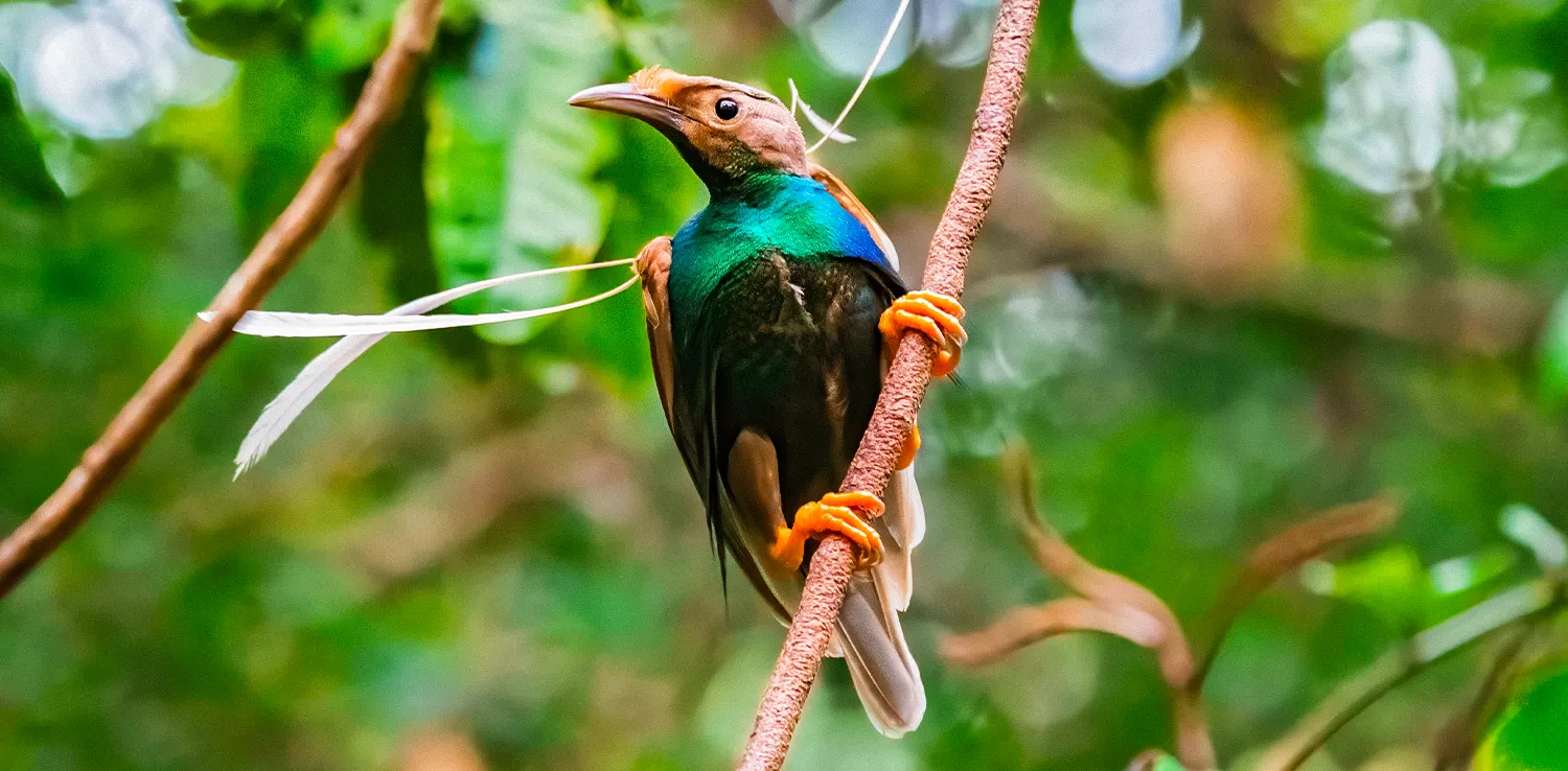 seekor burung berwarna campuran hijau, hitam, dan coklat bertengger di ranting