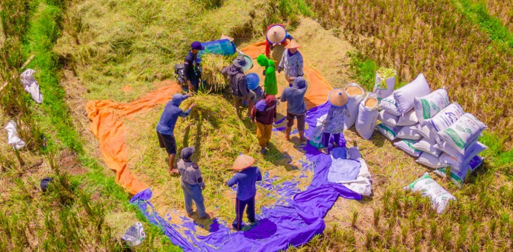 Sejumlah petani di Bengkulu menggiling padi di tengah sawah