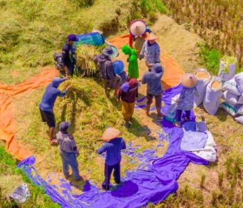 Sejumlah petani di Bengkulu menggiling padi di tengah sawah