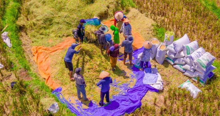 Sejumlah petani di Bengkulu menggiling padi di tengah sawah