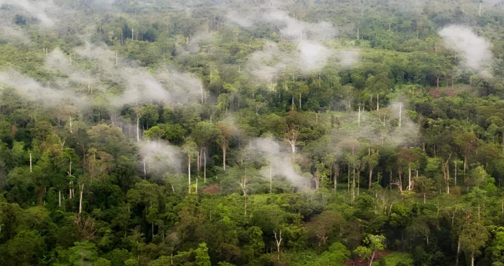Pemandangan udara hutan hujan tropis yang lebat dengan pepohonan hijau dan kabut tipis yang menyelimuti.