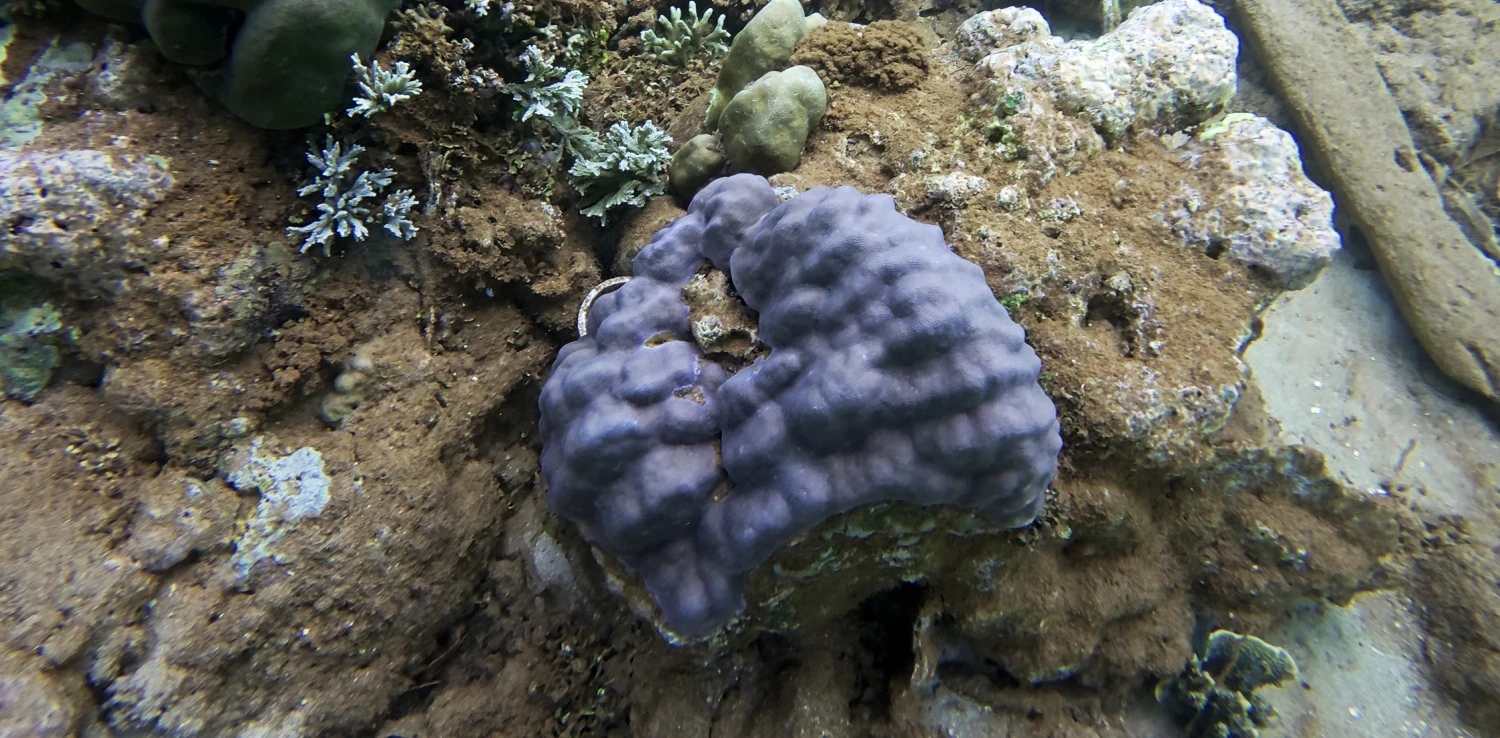 karang berwarna warni