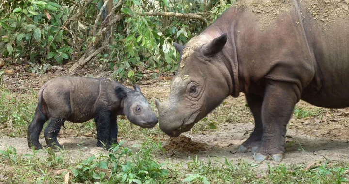 Seekor badak Sumatera sedang bersentuhan hidung dengan badak yang lebih kecil, dikelilingi pepohonan dan semak-semak.