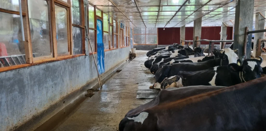 sapi-sapi berwarna hitam putih berbaris berjajar di dalam kandang