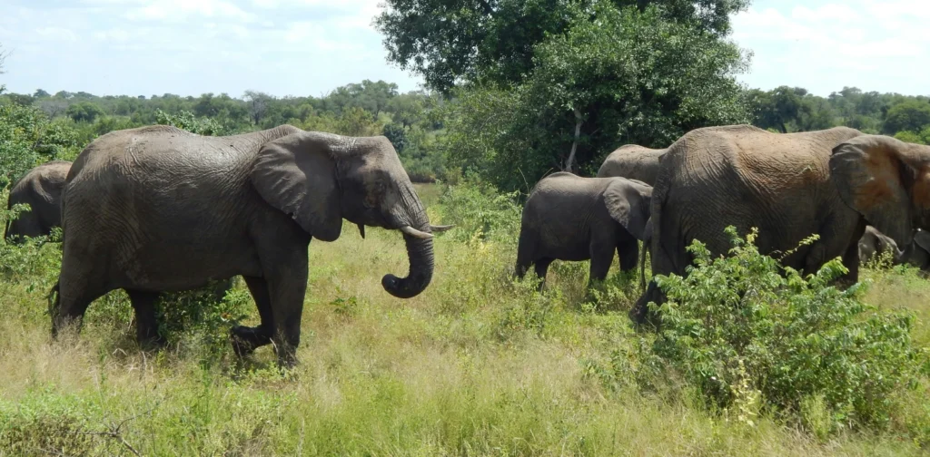 kawanan gajah berjalan melintasi ladang hijau yang subur