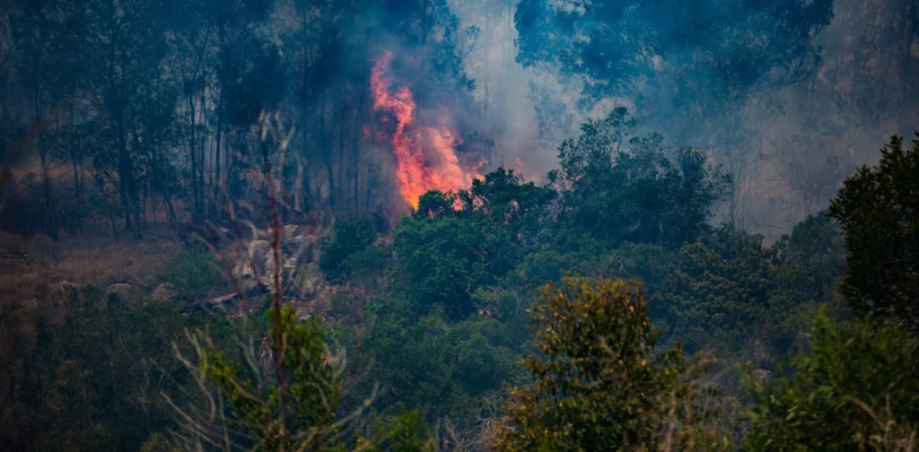 hutan yang terbakar