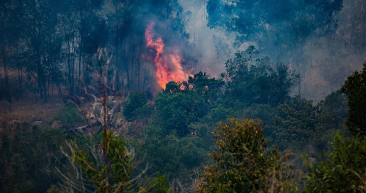 hutan yang terbakar