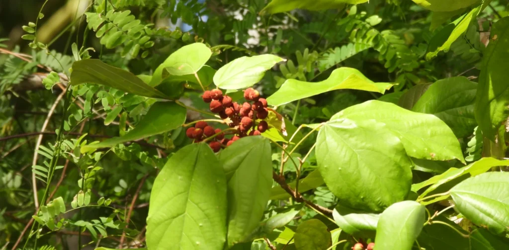tanaman hijau dengan buah kecil berwarna merah