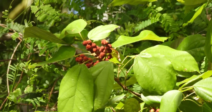 tanaman hijau dengan buah kecil berwarna merah