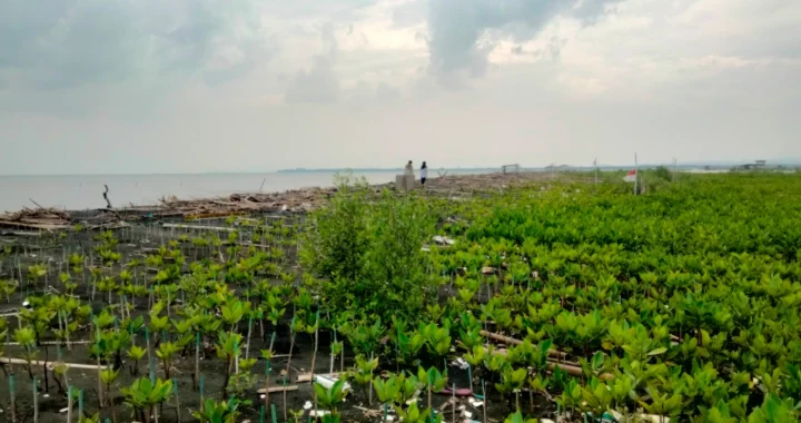 dua orang berjalan di area penanaman mangrove