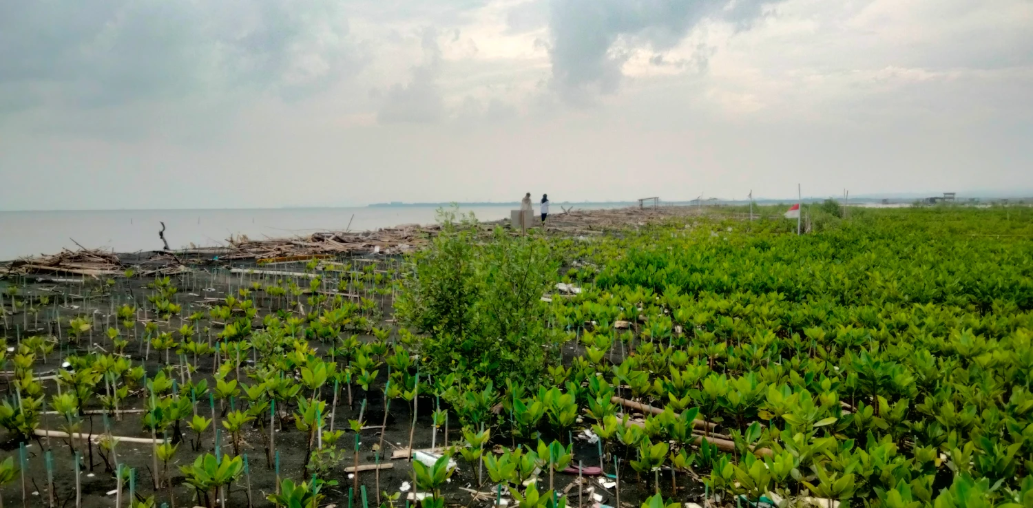 dua orang berjalan di area penanaman mangrove