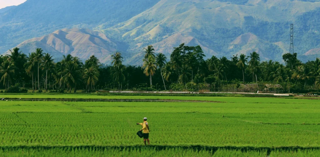 seorang petani di tengah sawah dengan latar bebukitan