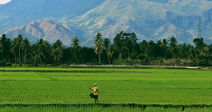 seorang petani di tengah sawah dengan latar bebukitan