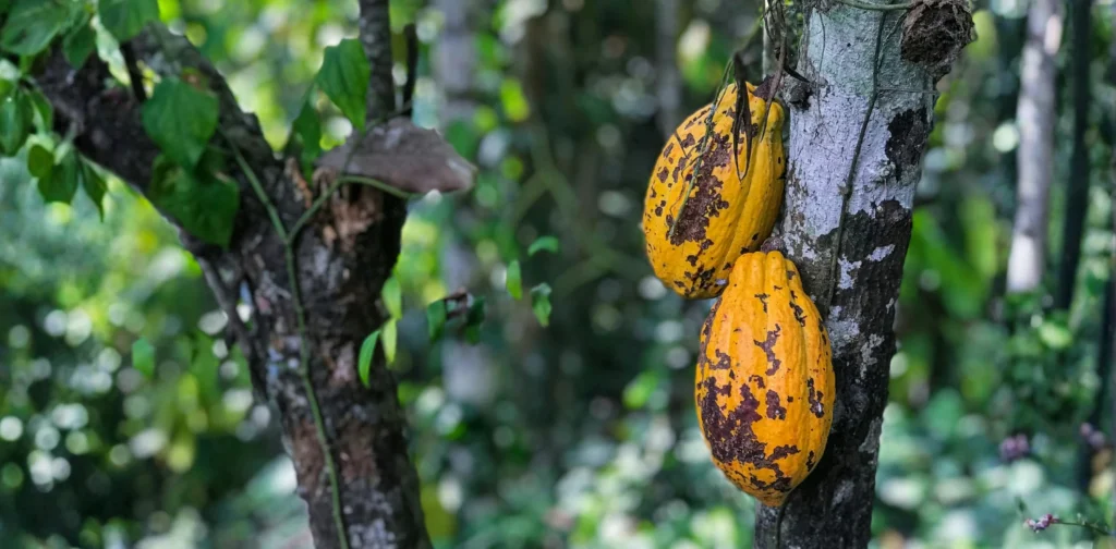 dua buah kakao berwarna kuning di batang pohon