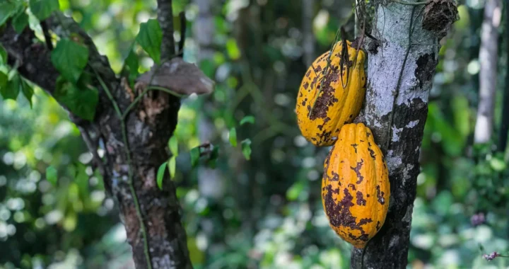 dua buah kakao berwarna kuning di batang pohon