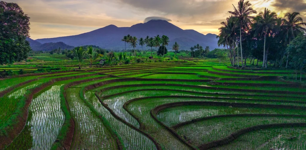 sawah dengan latar pepohonan kelapa dan gunung di kejauhan