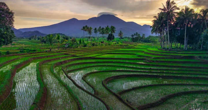 sawah dengan latar pepohonan kelapa dan gunung di kejauhan