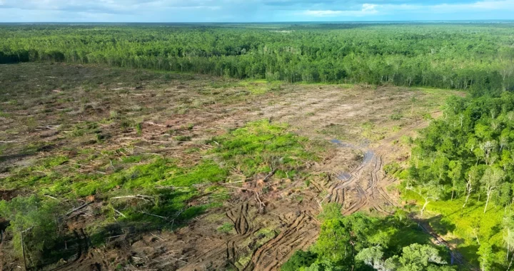 foto hutan kayu yang telah ditebangi dari atas udara