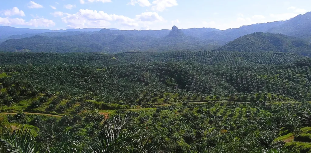 Perkebunan sawit di perbukitan dengan latar belakang pegunungan.