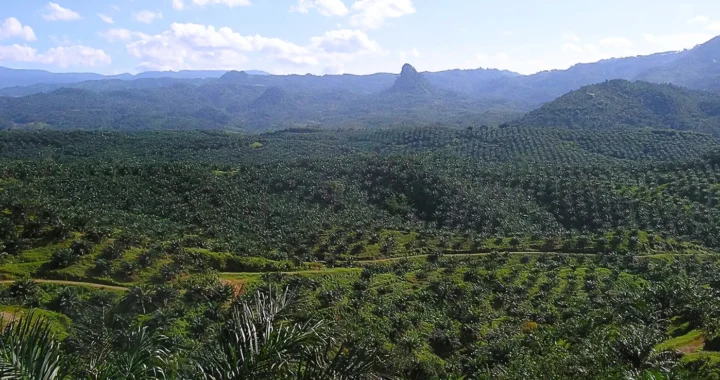 Perkebunan sawit di perbukitan dengan latar belakang pegunungan.