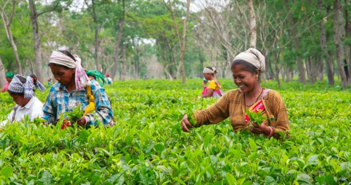 beberapa petani perempuan memanen daun teh di kebun
