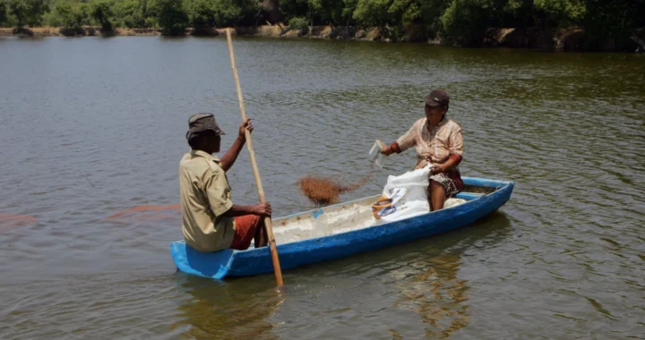 Dua orang duduk di perahu menyusuri perairan dengan salah seorang menebar benih ikan.