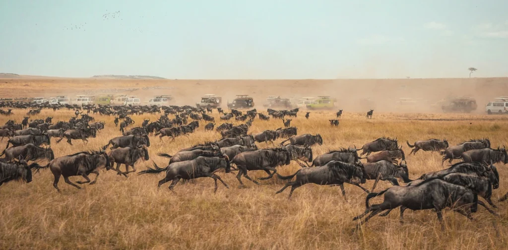 Migrasi Besar rusa liar di Maasai Mara dengan mobil van wisata berjejer di belakangnya.