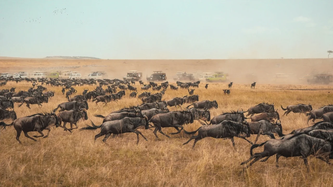 Migrasi Besar rusa liar di Maasai Mara dengan mobil van wisata berjejer di belakangnya.