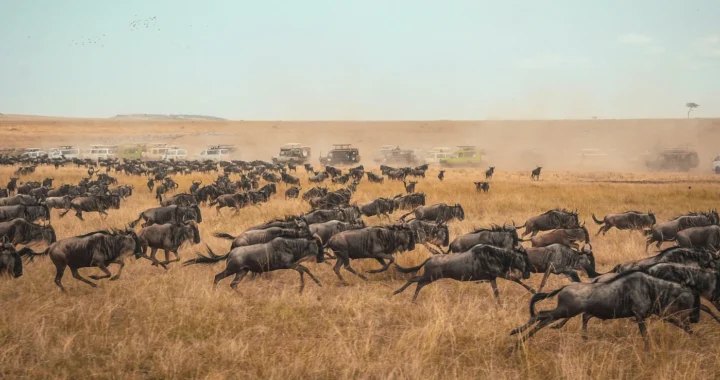 Migrasi Besar rusa liar di Maasai Mara dengan mobil van wisata berjejer di belakangnya.