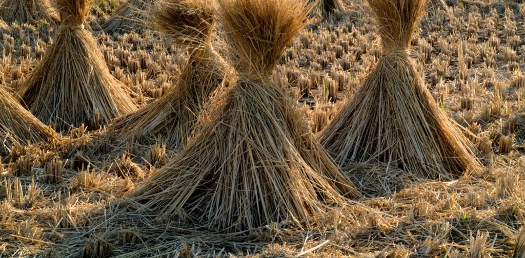 beberapa jerami padi yang diikat di ladang