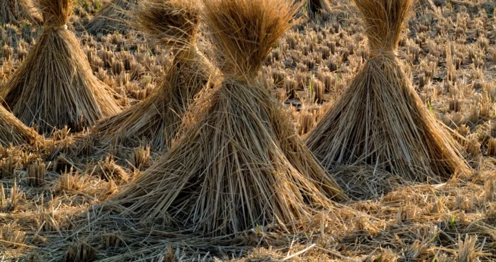 beberapa jerami padi yang diikat di ladang