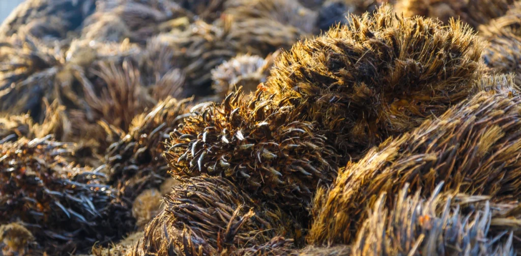 Tumpukan tandan kosong kelapa sawit berwarna cokelat keemasan, serta berserabut dan berduri.